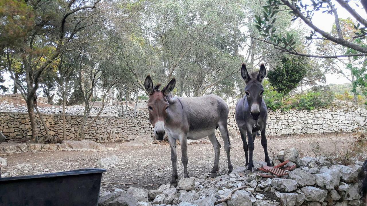 شقة Authentic Ap For 2, Babino Polje,Mljet المظهر الخارجي الصورة